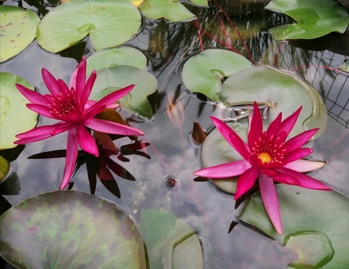 Mature WaterLily - (3 Litre) - Hidden Violet - M/S