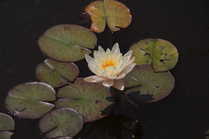 Rare Mature WaterLily - (3 Litre) - Highlight - L/M