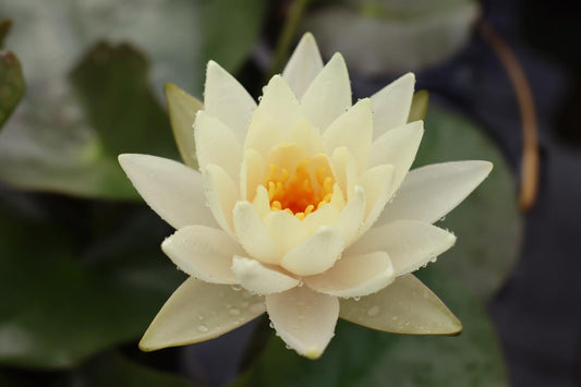 Rare Mature WaterLily - (3 Litre) - Highlight - L/M