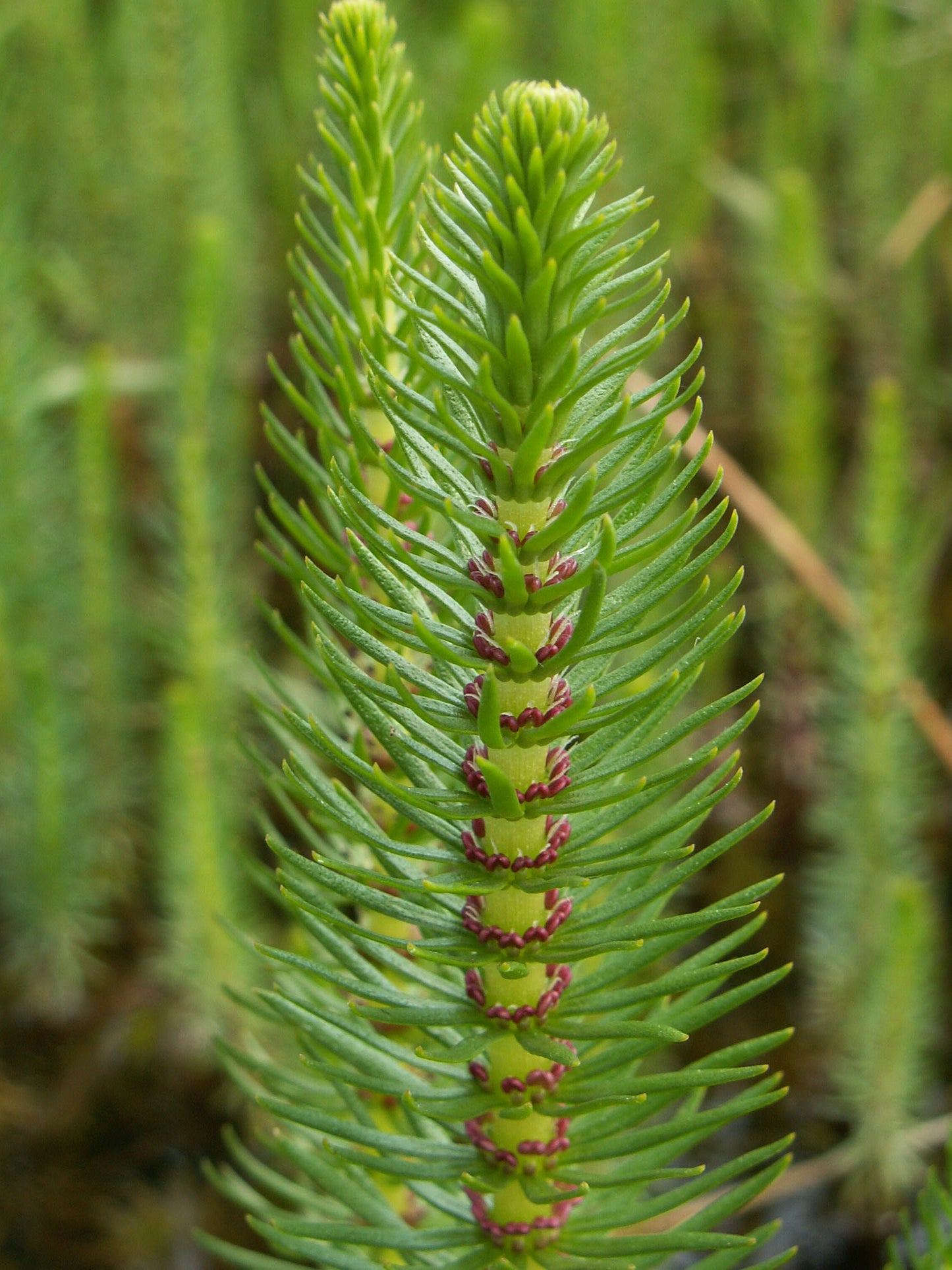 Mare's Tail - Hippuris Vulgaris