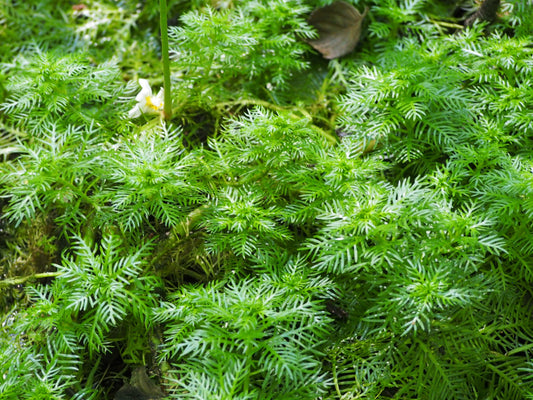 Water Violet - Hottonia Palustris