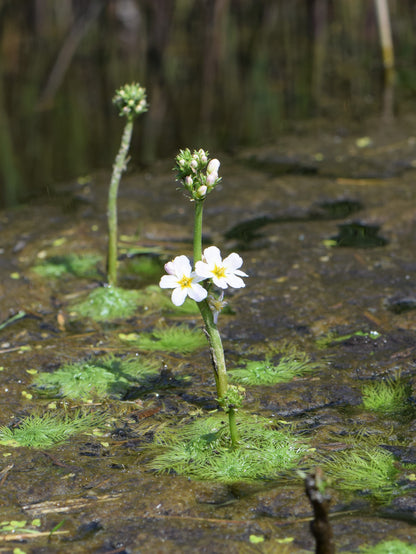 Water Violet - Hottonia Palustris