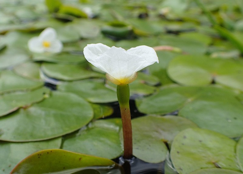 Floating Pond Plant - Frogbit - Hydrocharis