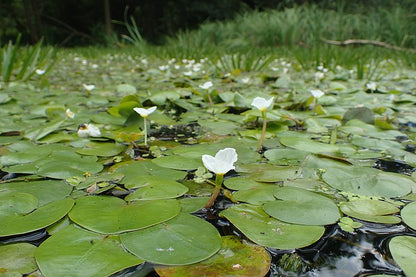 Floating Pond Plant - Frogbit - Hydrocharis