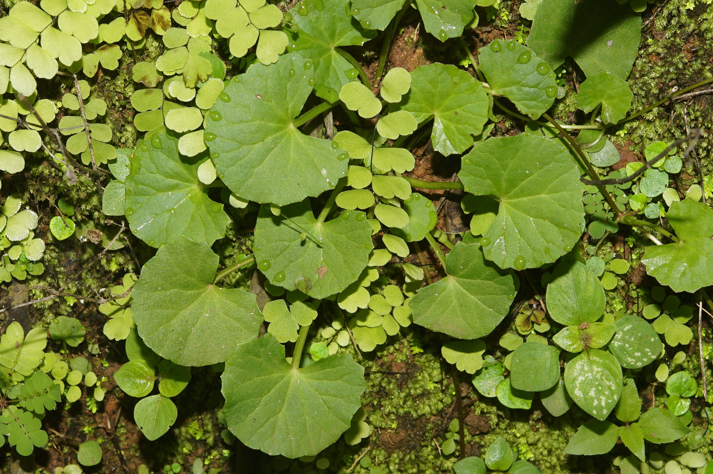 Marginal Pond Plant - (Potted 1 Litre) ~ Crystal Confetti - Hydrocotyle sibthorpioides