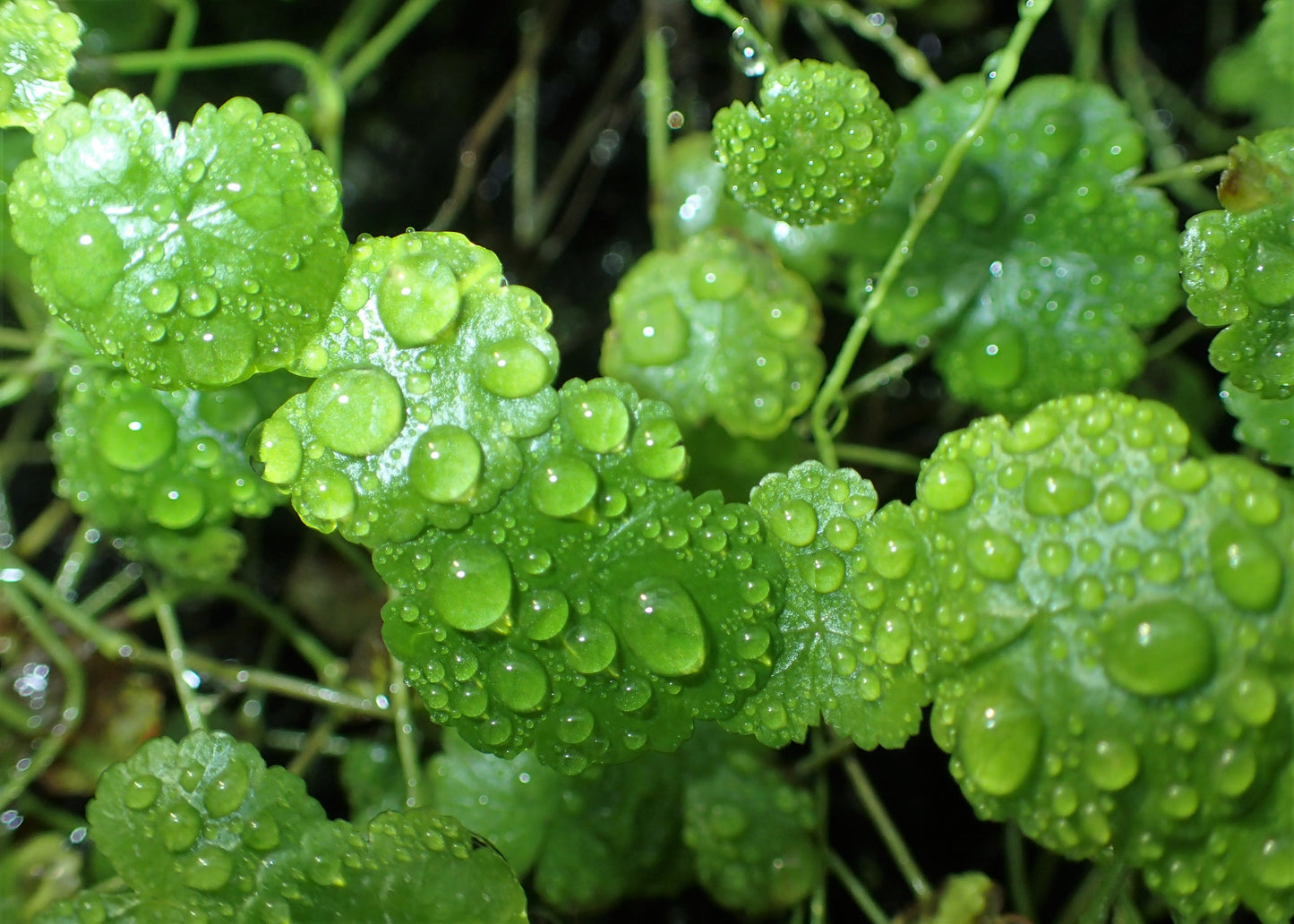 Marginal Pond Plant - (Potted 1 Litre) ~ Crystal Confetti - Hydrocotyle sibthorpioides