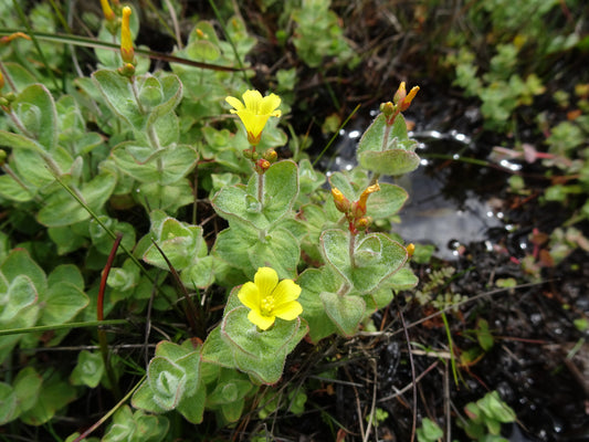 Marginal Pond Plant - (Potted 1 Litre) ~ St. Johns Wort - Hypericum Elodes