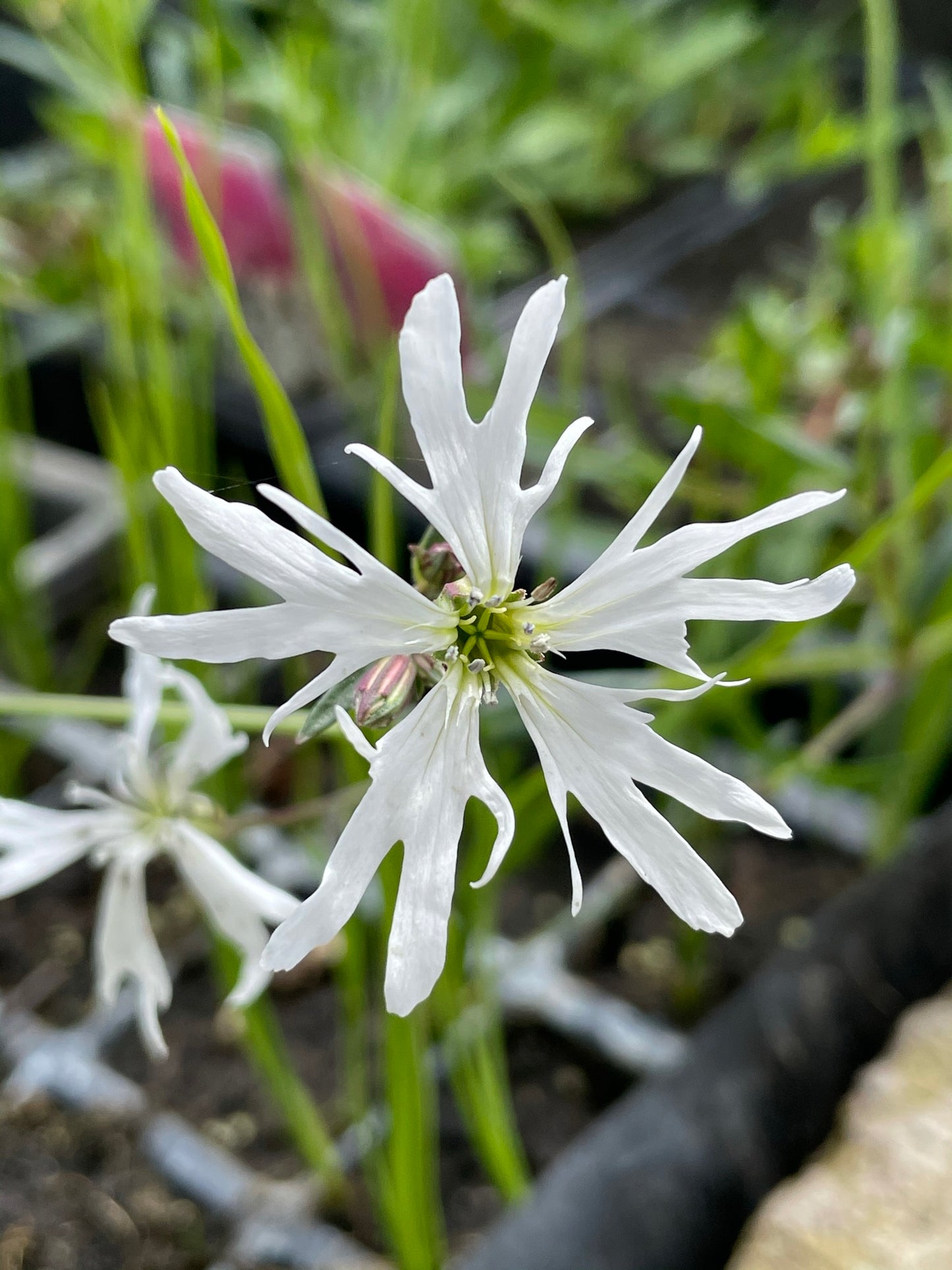 Marginal Pond Plant - (Potted 1 Litre) ~ White Ragged Robin - Lychnis Flos Cuculi Alba