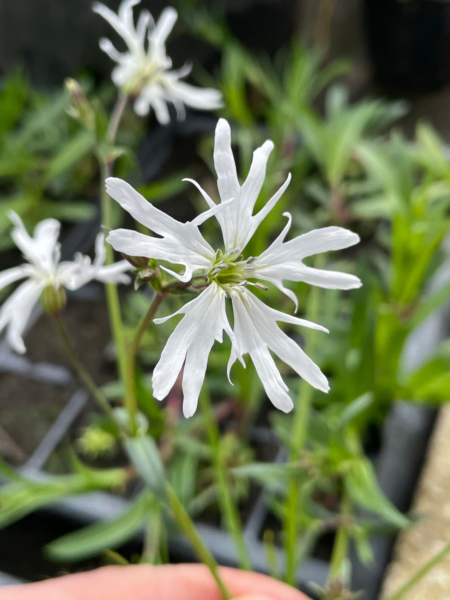 Marginal Pond Plant - (Potted 1 Litre) ~ White Ragged Robin - Lychnis Flos Cuculi Alba