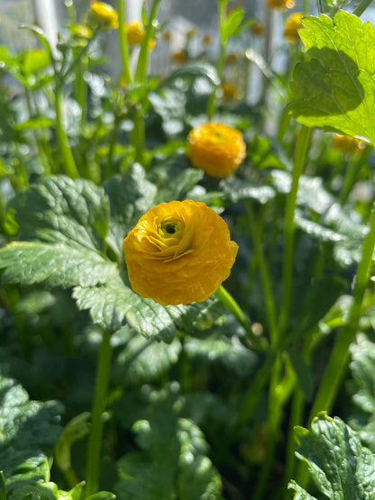 Marginal Pond Plant - (Potted 1 Litre) ~ Giant Buttercup - Ranunculus Multiplex