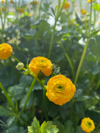 Marginal Pond Plant - (Potted 1 Litre) ~ Giant Buttercup - Ranunculus Multiplex