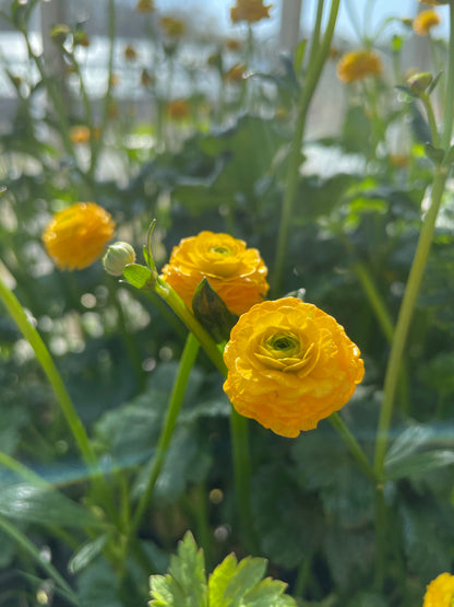 Marginal Pond Plant - (Potted 1 Litre) ~ Giant Buttercup - Ranunculus Multiplex