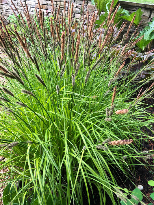 Marginal Pond Plant - (Potted 1 Litre) ~ Golden Sedge - Carex Bowles Golden