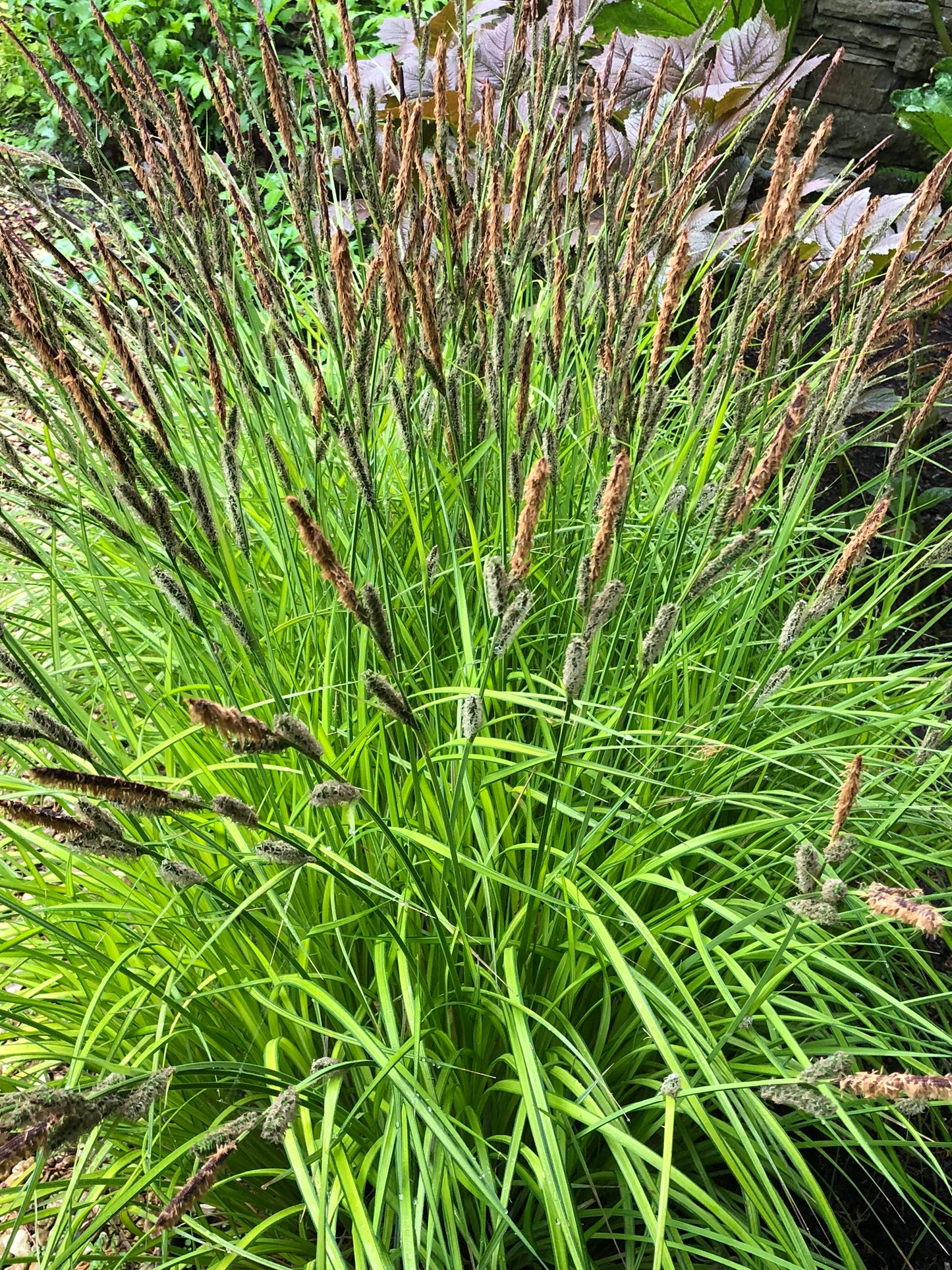 Marginal Pond Plant - (Potted 1 Litre) ~ Golden Sedge - Carex Bowles Golden