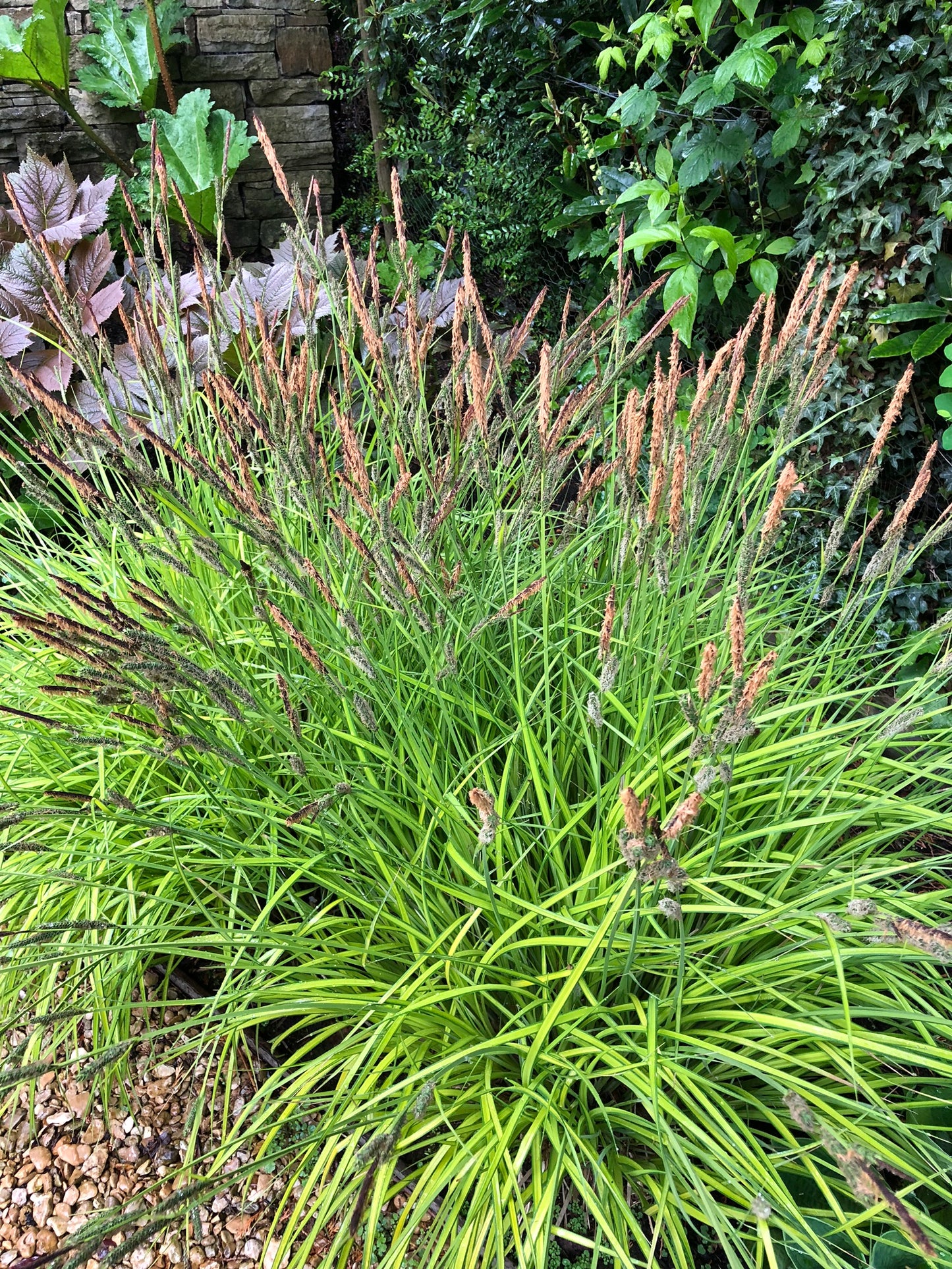 Marginal Pond Plant - (Potted 1 Litre) ~ Golden Sedge - Carex Bowles Golden