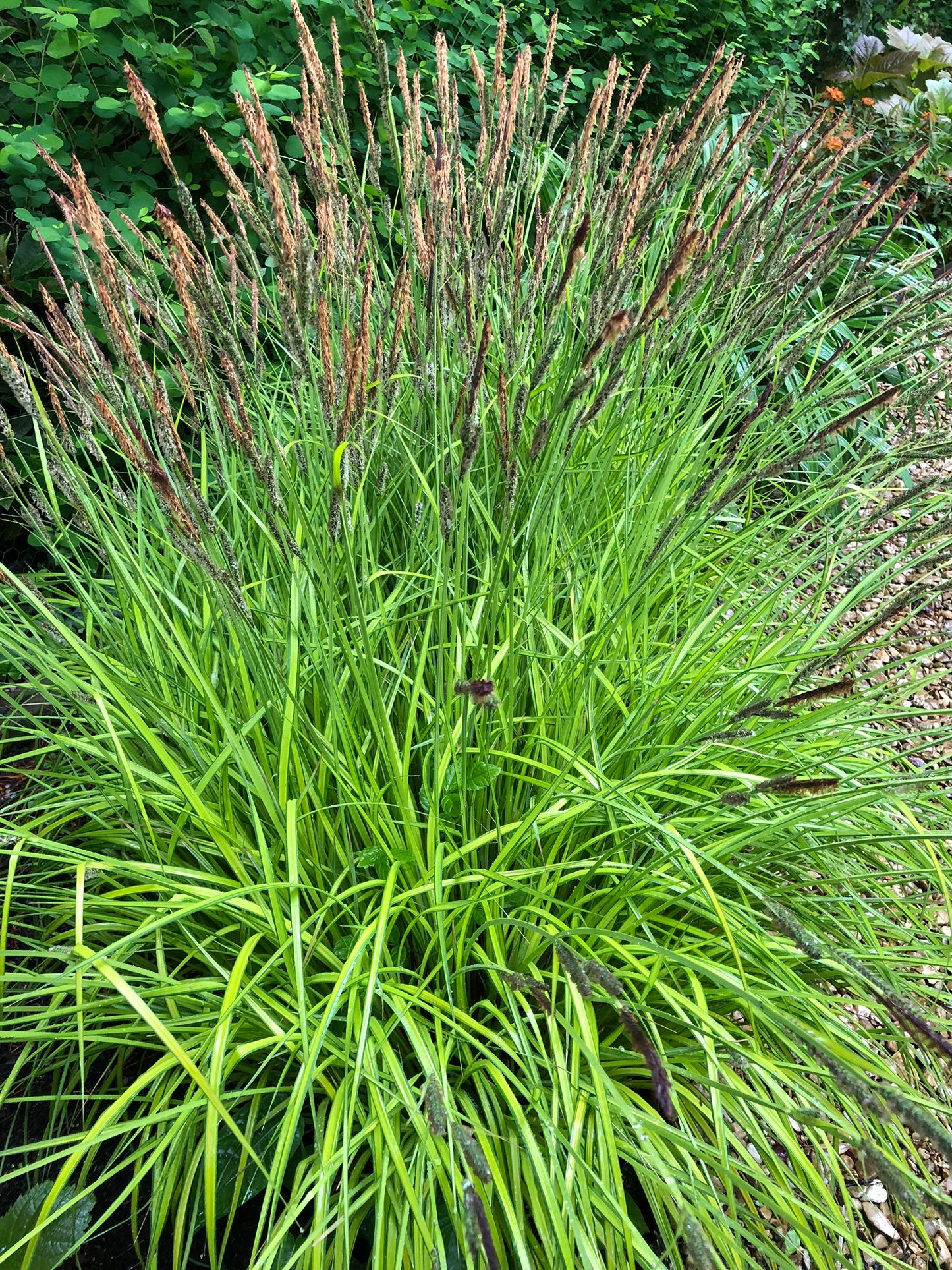 Marginal Pond Plant - (Potted 1 Litre) ~ Golden Sedge - Carex Bowles Golden