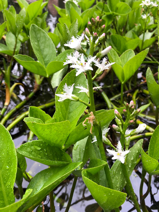 Marginal Pond Plant - (Potted 1 Litre) ~ Bog Bean - Menyanthes Trifoliata