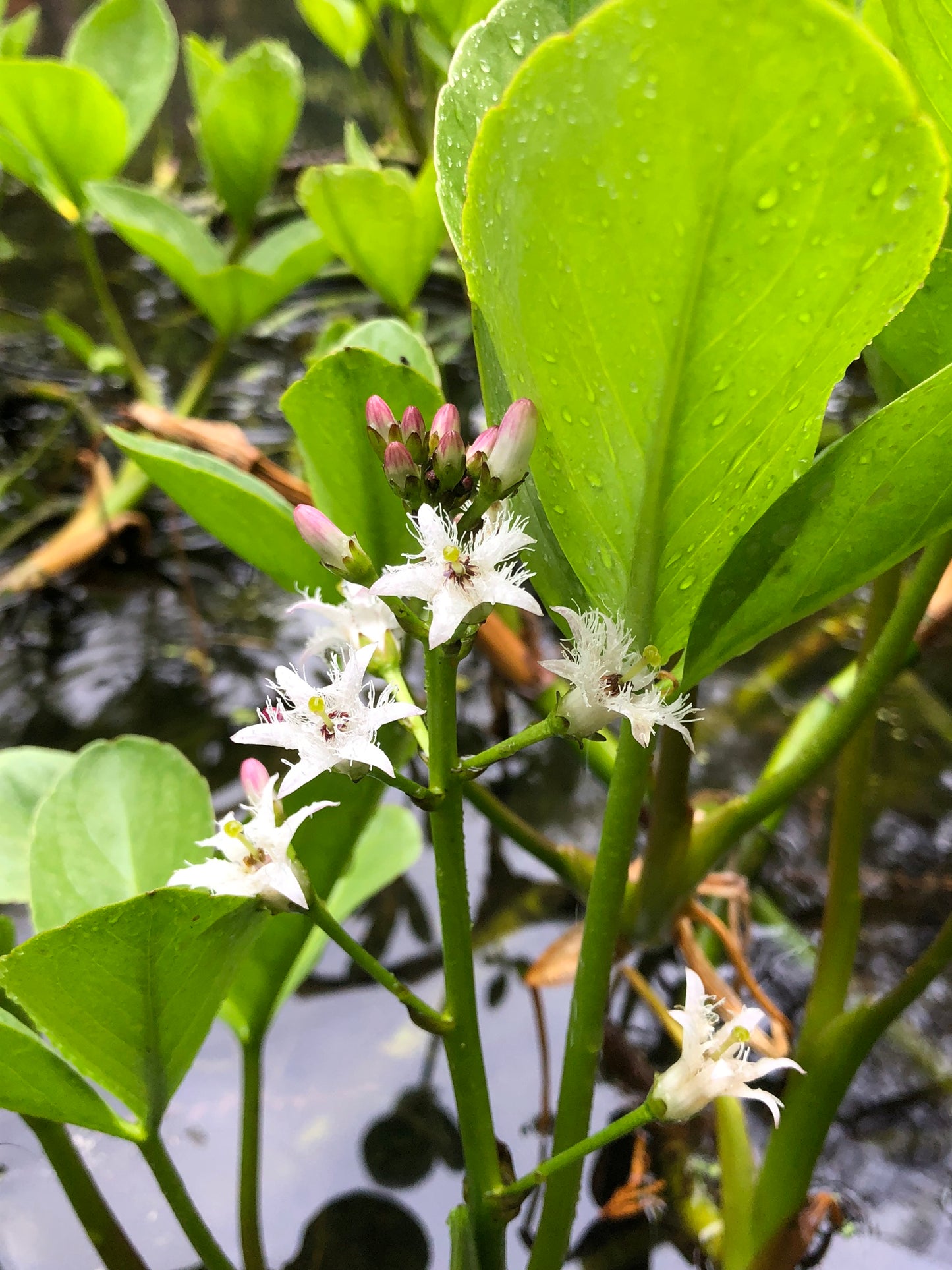 Marginal Pond Plant - (Potted 1 Litre) ~ Bog Bean - Menyanthes Trifoliata