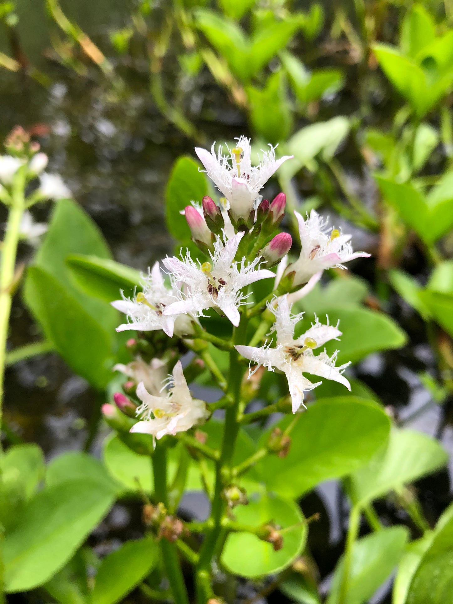 Marginal Pond Plant - (Potted 1 Litre) ~ Bog Bean - Menyanthes Trifoliata