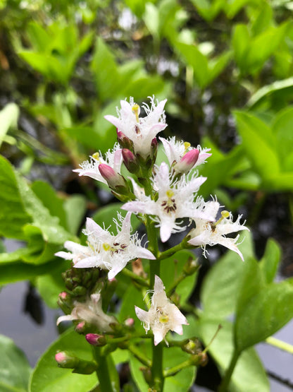 Marginal Pond Plant - (Potted 1 Litre) ~ Bog Bean - Menyanthes Trifoliata