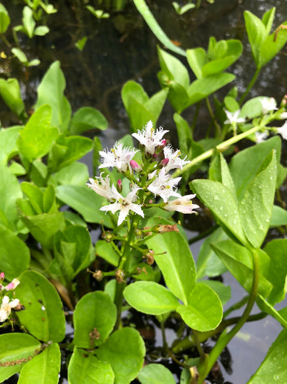 Marginal Pond Plant - (Potted 1 Litre) ~ Bog Bean - Menyanthes Trifoliata