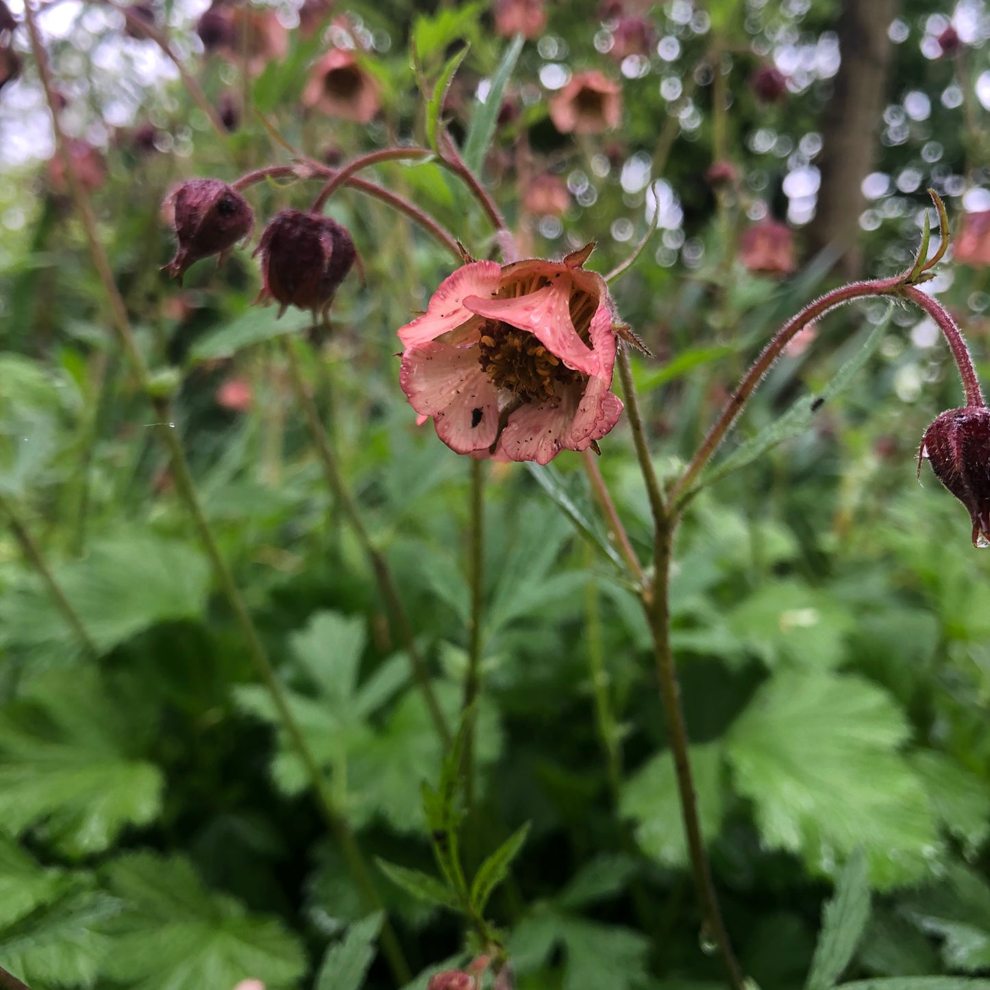 Marginal Pond Plant - (Potted 1 Litre) ~ Water Avens - Geum Rivale