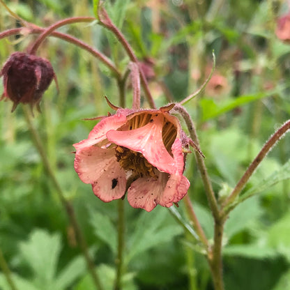 Marginal Pond Plant - (Potted 1 Litre) ~ Water Avens - Geum Rivale