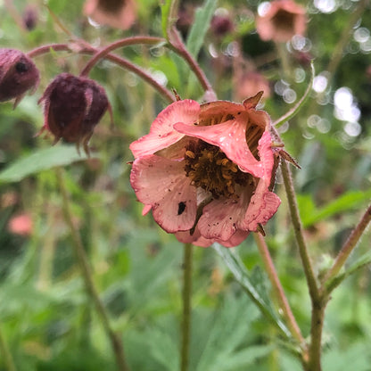 Marginal Pond Plant - (Potted 1 Litre) ~ Water Avens - Geum Rivale