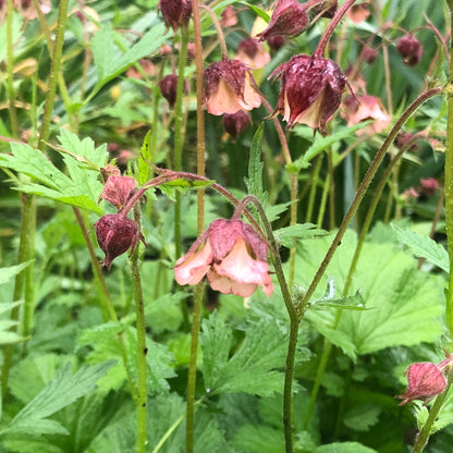 Marginal Pond Plant - (Potted 1 Litre) ~ Water Avens - Geum Rivale