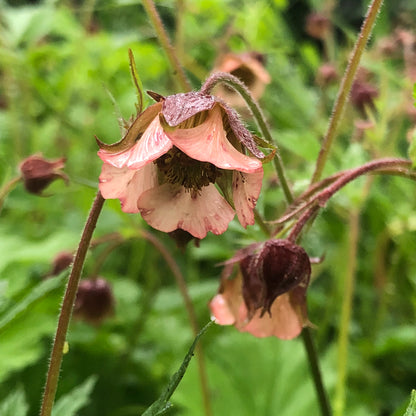 Marginal Pond Plant - (Potted 1 Litre) ~ Water Avens - Geum Rivale