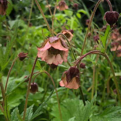 Marginal Pond Plant - (Potted 1 Litre) ~ Water Avens - Geum Rivale