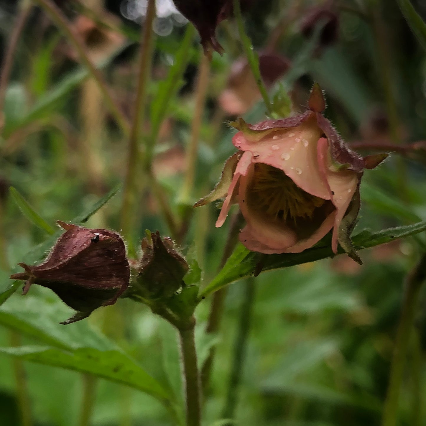 Marginal Pond Plant - (Potted 1 Litre) ~ Water Avens - Geum Rivale