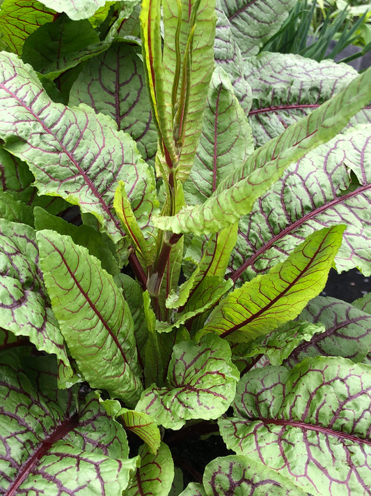 Marginal Pond Plant - (Potted 1 Litre) ~ Red Water Doc - Rumex Sanguinea