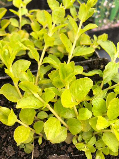 Marginal Pond Plant - (Potted 1 Litre) ~ Golden Creeping Jenny - Lysimachia Nummularia Aurea