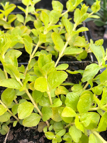 Marginal Pond Plant - (Potted 1 Litre) ~ Golden Creeping Jenny - Lysimachia Nummularia Aurea