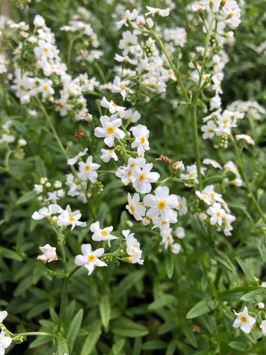 Marginal Pond Plant - (Potted 1 Litre) ~ White Water Forget-Me-Not - Myosotis Palustris Alba