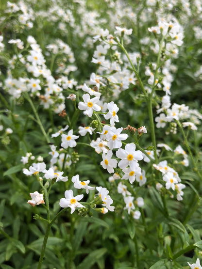 Marginal Pond Plant - (Potted 1 Litre) ~ White Water Forget-Me-Not - Myosotis Palustris Alba