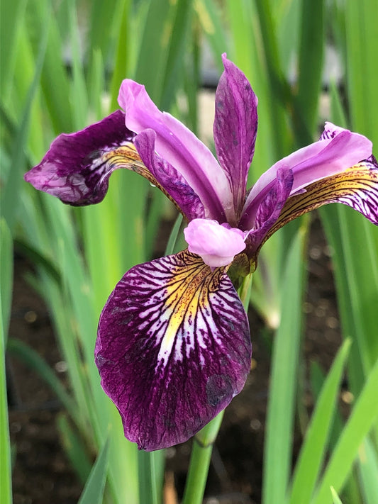 Marginal Pond Plant - (Potted 1 Litre) ~ American Wine Red Iris - Iris Versicolor Kermisina