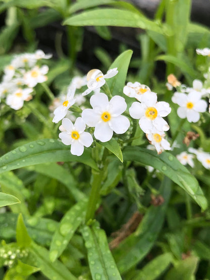 Marginal Pond Plant - (Potted 1 Litre) ~ White Water Forget-Me-Not - Myosotis Palustris Alba