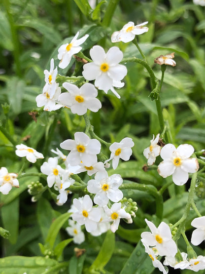 Marginal Pond Plant - (Potted 1 Litre) ~ White Water Forget-Me-Not - Myosotis Palustris Alba