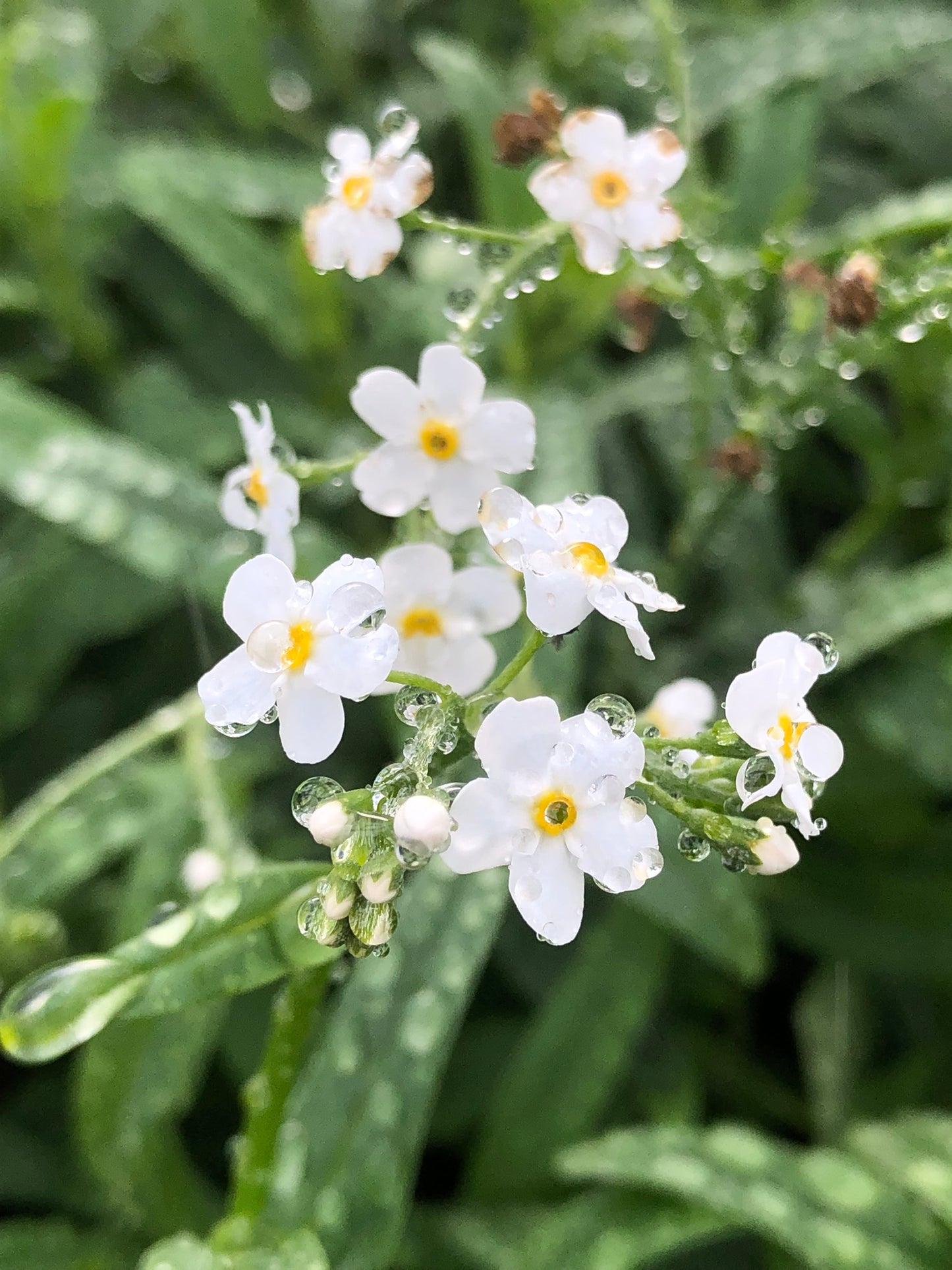 Marginal Pond Plant - (Potted 1 Litre) ~ White Water Forget-Me-Not - Myosotis Palustris Alba