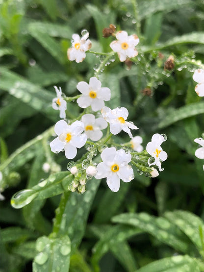 Marginal Pond Plant - (Potted 1 Litre) ~ White Water Forget-Me-Not - Myosotis Palustris Alba