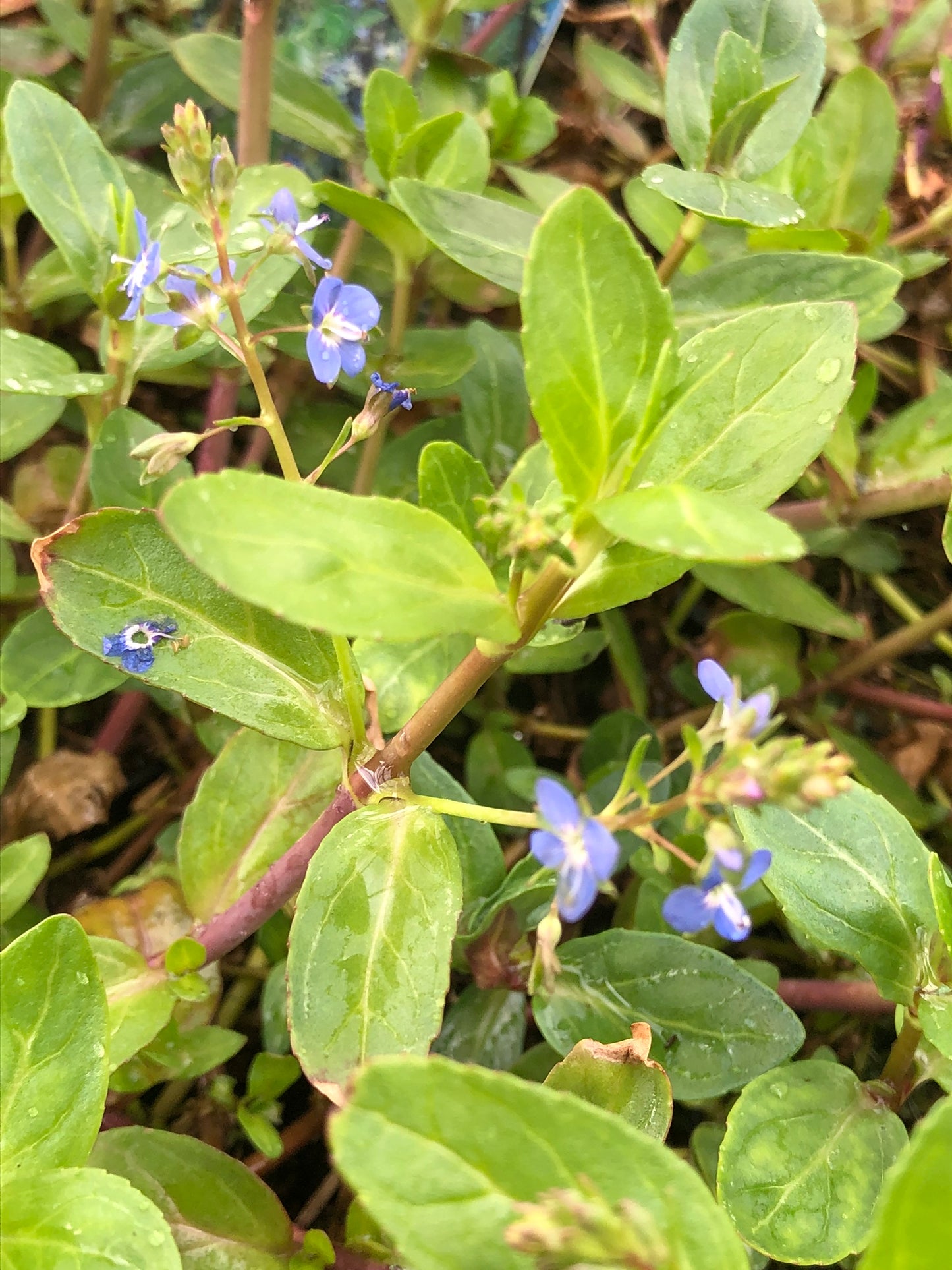 Marginal Pond Plant - (Potted 1 Litre) ~ Brook Lime - Veronica Beccabunga