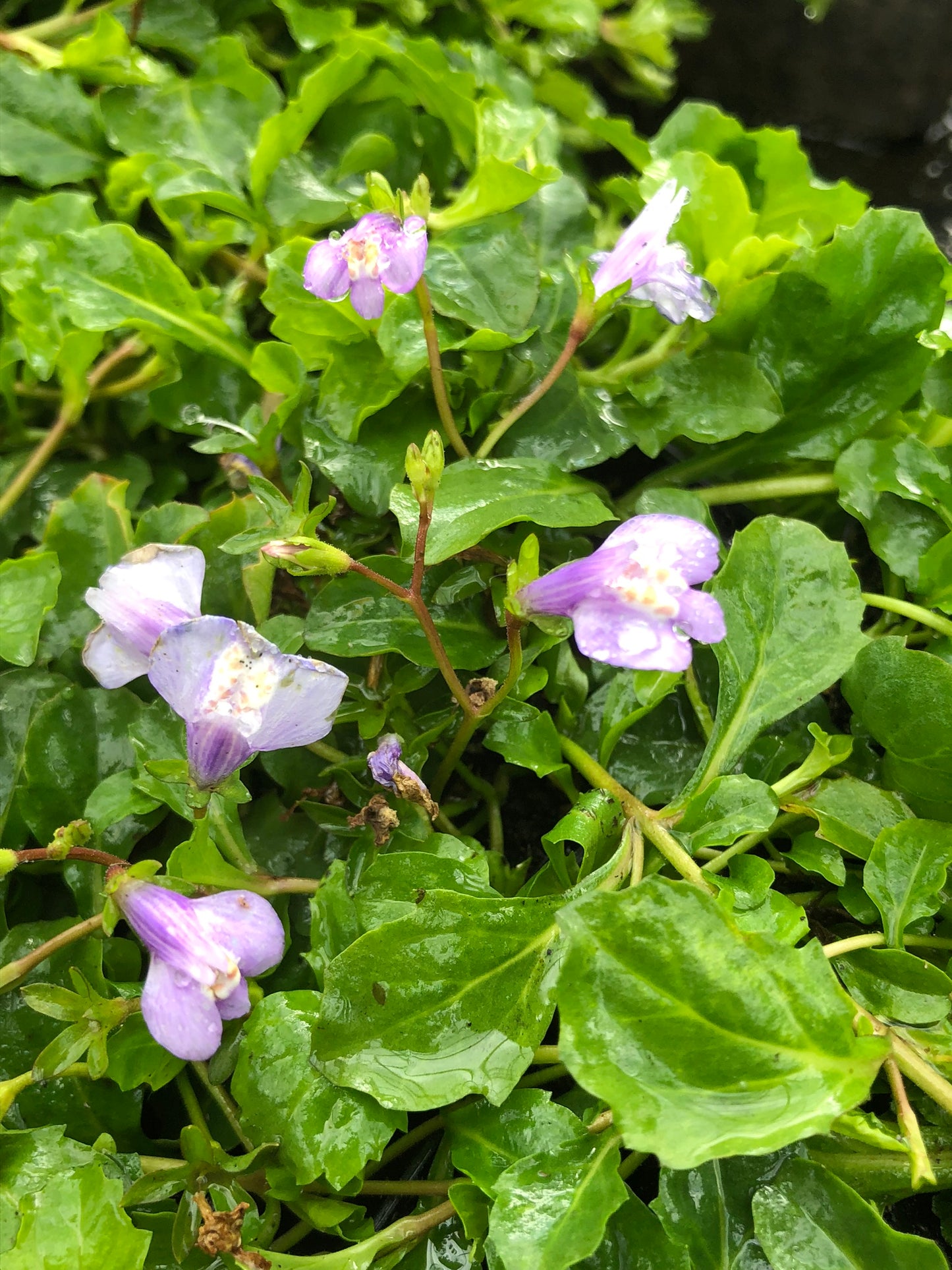 Marginal Pond Plant - (Potted 1 Litre) ~ Blue Chinese Marshflower - Mazus Reptans Blue