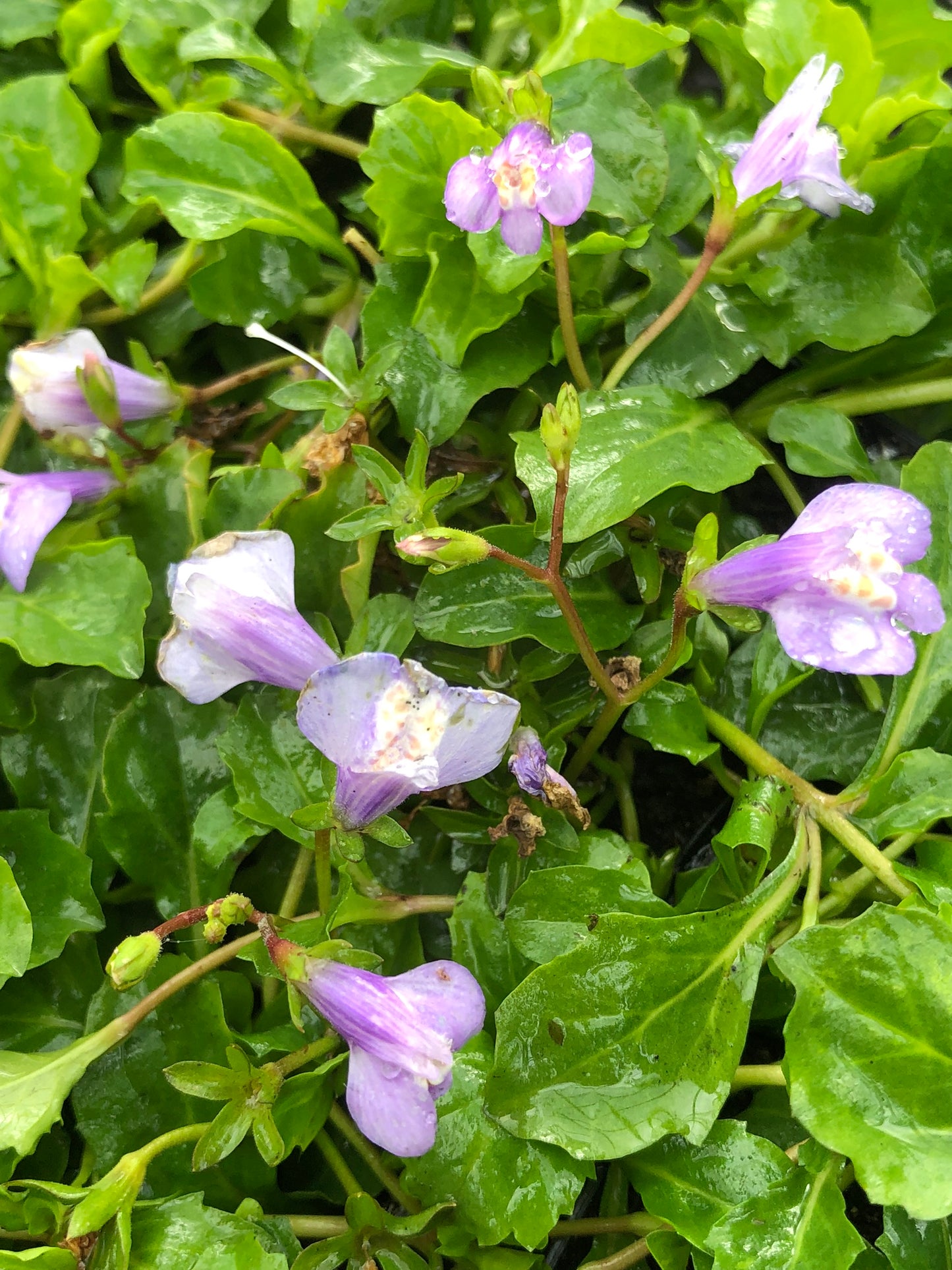 Marginal Pond Plant - (Potted 1 Litre) ~ Blue Chinese Marshflower - Mazus Reptans Blue