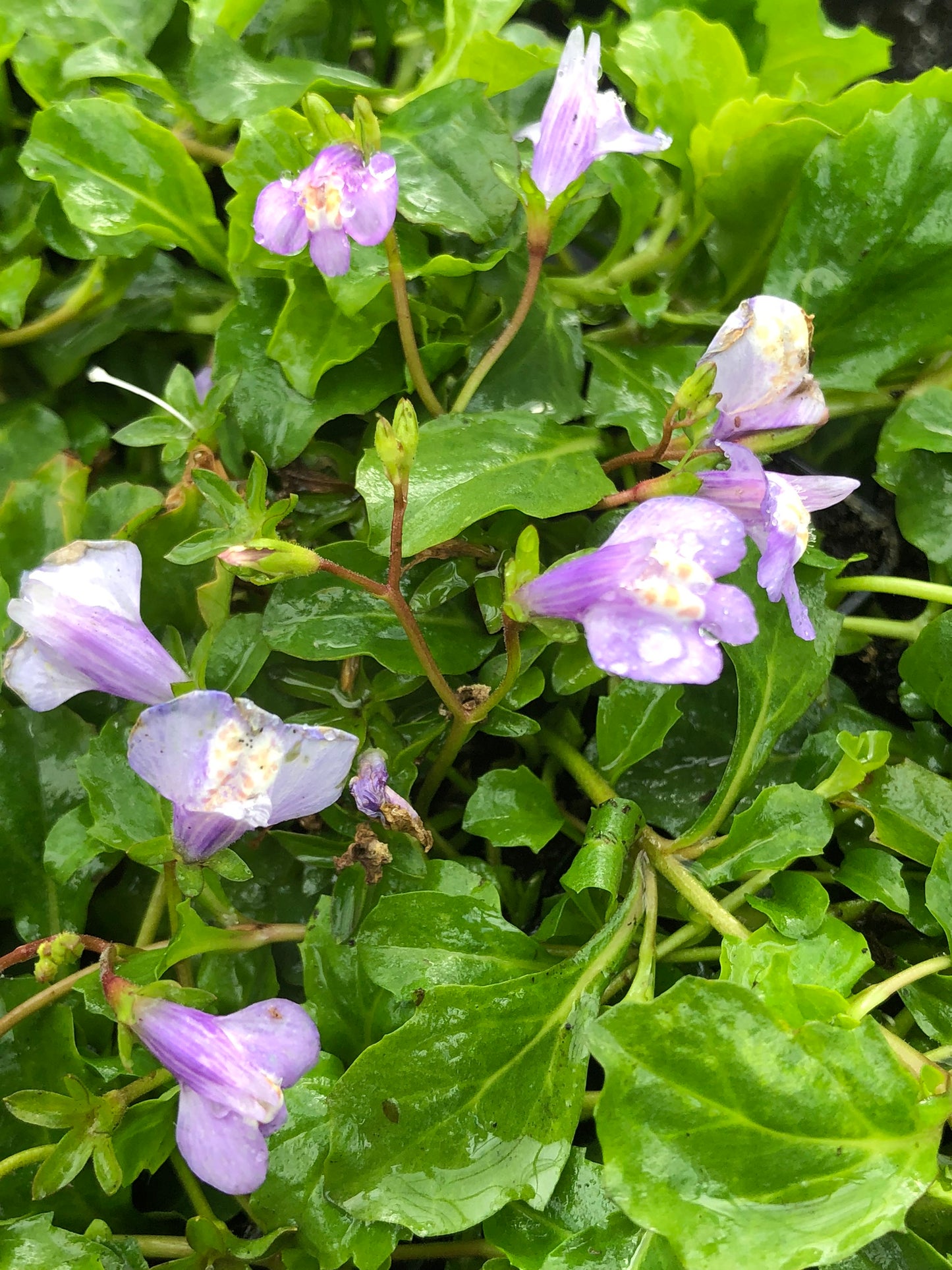 Marginal Pond Plant - (Potted 1 Litre) ~ Blue Chinese Marshflower - Mazus Reptans Blue