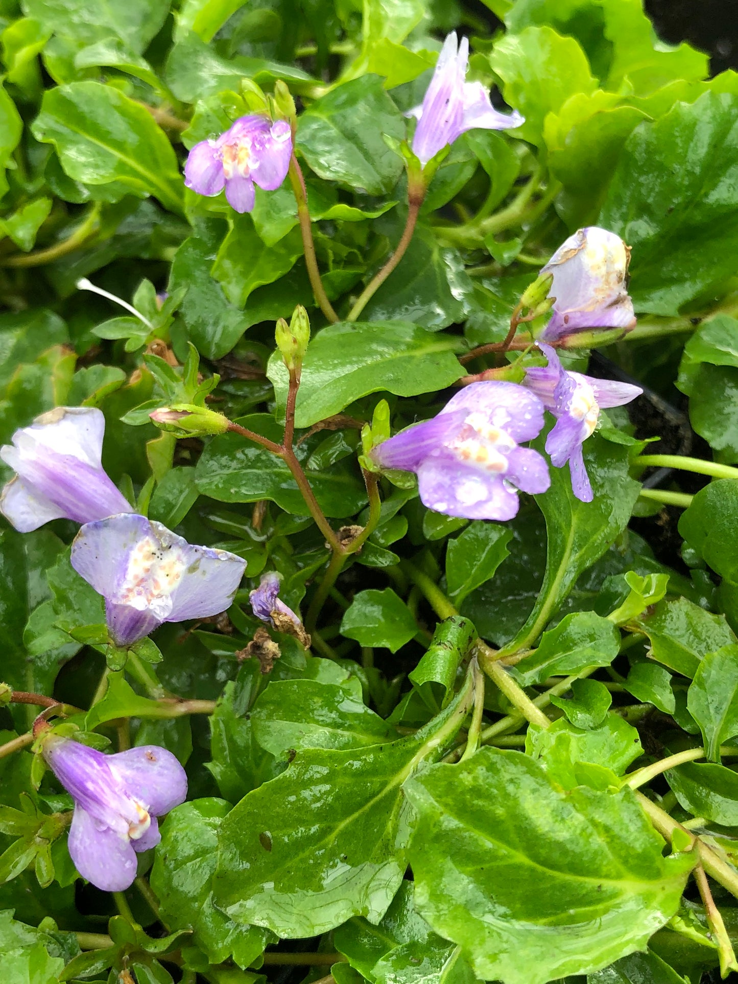 Marginal Pond Plant - (Potted 1 Litre) ~ Blue Chinese Marshflower - Mazus Reptans Blue