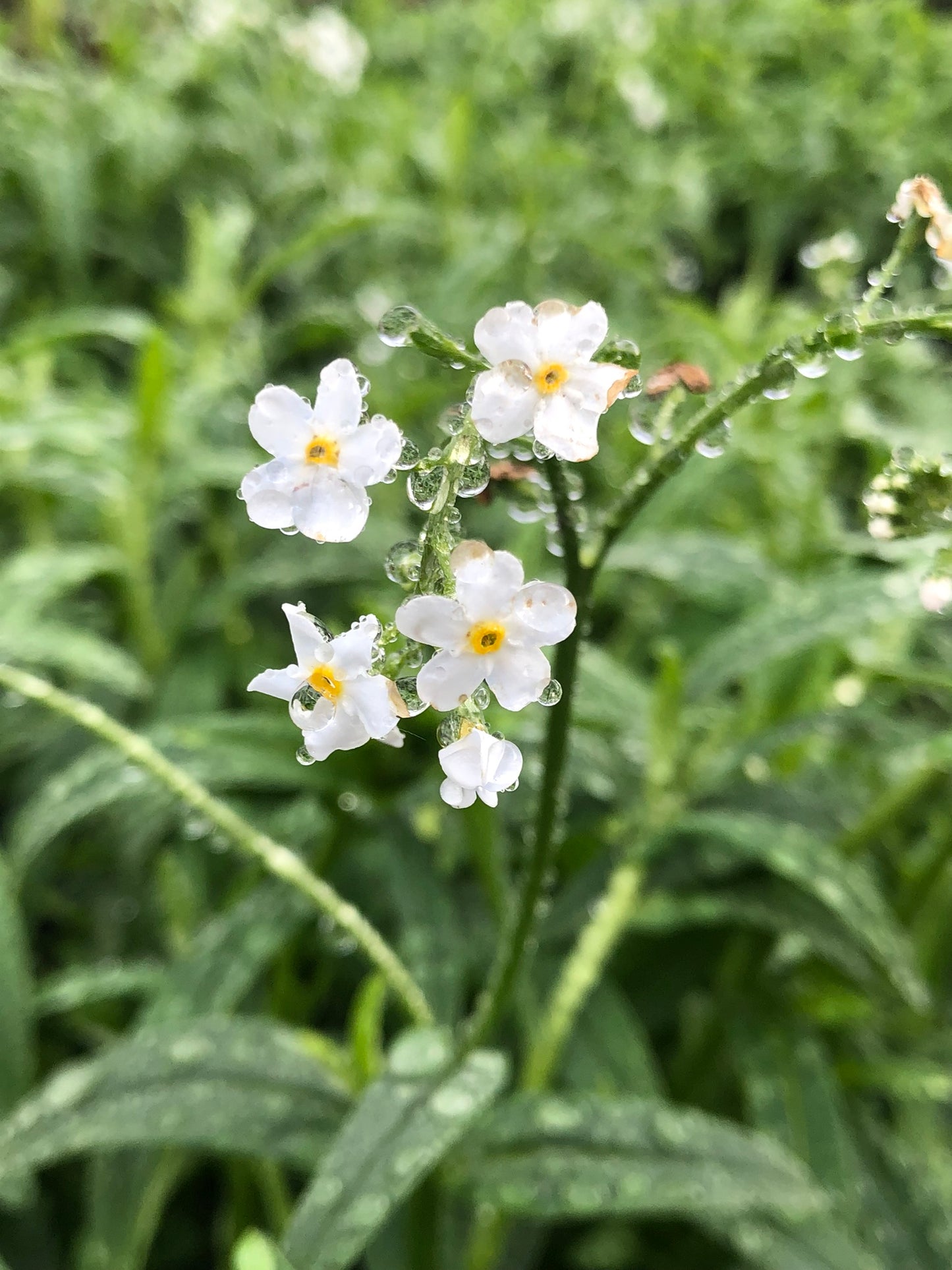 Marginal Pond Plant - (Potted 1 Litre) ~ White Water Forget-Me-Not - Myosotis Palustris Alba