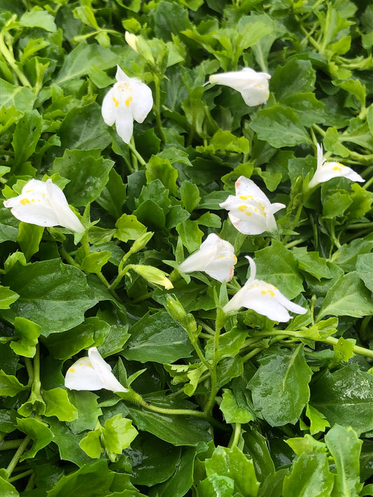 Marginal Pond Plant - (Potted 1 Litre) ~ White Chinese Marshflower - Mazus Reptans Alba