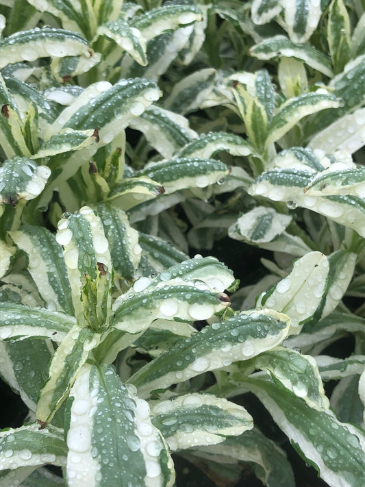 Marginal Pond Plant - (Potted 1 Litre) ~ Variegated Water Forget-Me-Not - Myosotis Variegata